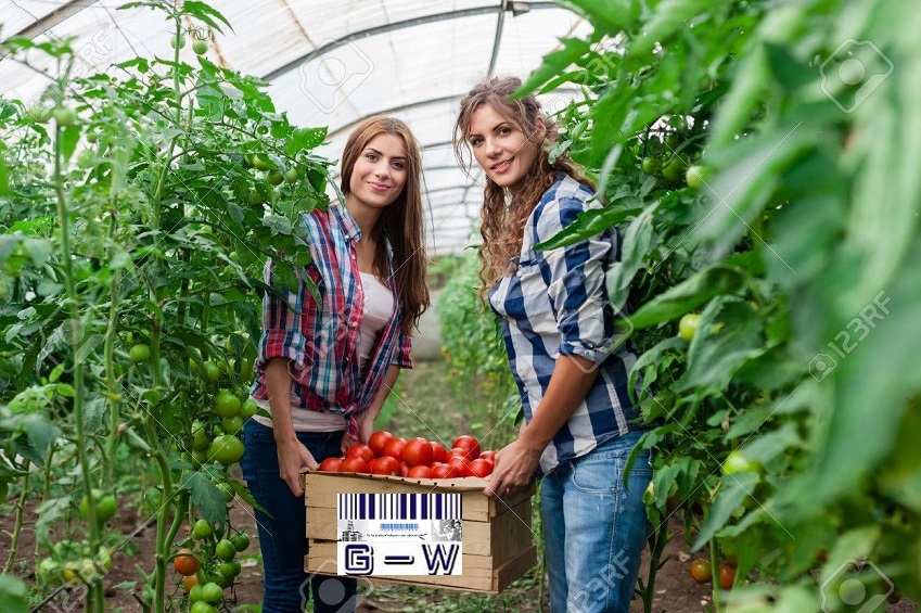 Mujeres productoras y emprendedoras con producción de tomates en invernaderos