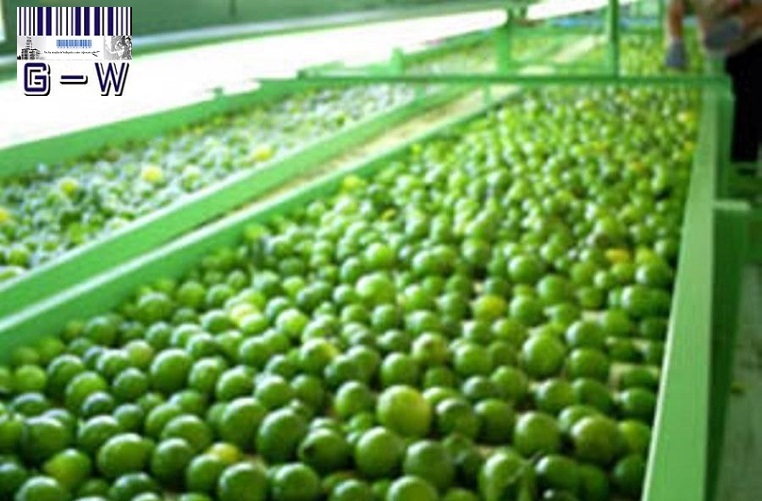 Limones de exportación Argentinos