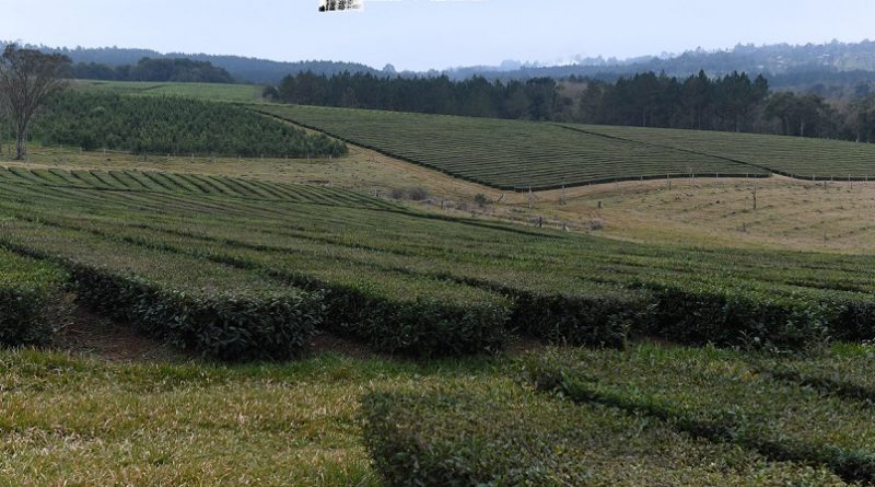 Ciclo de capacitaciones a Trabajadores Rurales del té