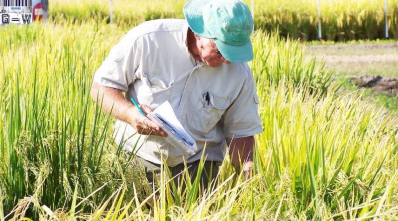 Los agricultores del cultivo de arroz orgánico agradecidos con la sanción de la Ley