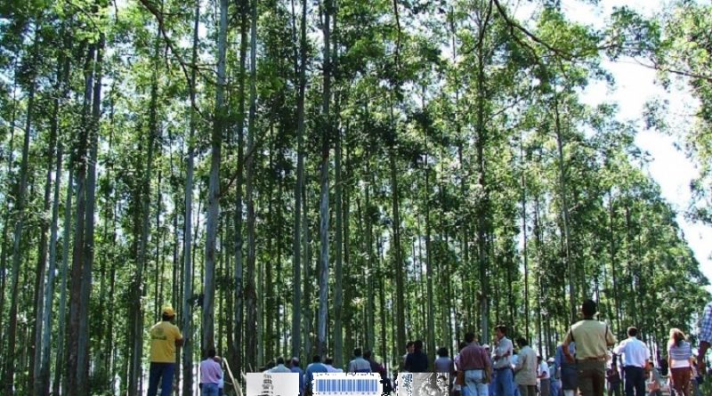 Convenios de Corresponsabilidad Gremial del sector forestal y foresto industrial de la Provincia de Misiones